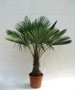Trachycarpus Fortunei - Stam 40-50 Cm - Totale Hoogte 150-170 Cm - Pot Ø 36 Cm