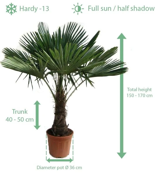 Trachycarpus Fortunei - Stam 40-50 Cm - Totale Hoogte 150-170 Cm - Pot Ø 36 Cm 2 Trachycarpus Fortunei - Stam 40-50 Cm - Totale Hoogte 150-170 Cm - Pot Ø 36 Cm - Afbeelding 2