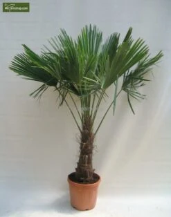Trachycarpus Fortunei - Stam 60-70 Cm - Totale Hoogte 180+ Cm - Pot Ø 40 Cm [pallet]