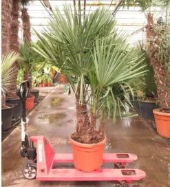 Trachycarpus Fortunei Multitrunk - Totale Hoogte 140-160 Cm - Pot Ø 50 Cm - 45 Ltr [pallet]