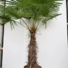 Trachycarpus Fortunei - Stam 80-90 Cm - Totale Hoogte 200+ Cm - Pot Ø 48 Cm [pallet]