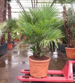 Trachycarpus Fortunei Multitrunk - Totale Hoogte 180+ Cm - Pot Ø 55 Cm 70 Ltr [pallet]