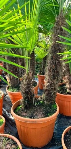 Trachycarpus Fortunei Dubbelstam - Stam A 130-170 Cm - Stam B 40-90 Cm [pallet]