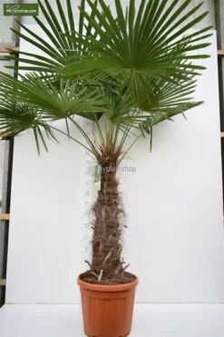 Trachycarpus Fortunei - Stam 100-120 Cm - Totale Hoogte 200-250 Cm - Pot Ø 50 Cm [pallet]