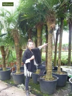 Trachycarpus Fortunei - Stam 100-120 Cm - Totale Hoogte 200-250 Cm - Pot Ø 50 Cm [pallet] -Loofbomen Winkel 1991660358
