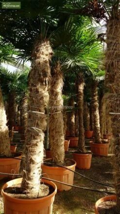 Trachycarpus Fortunei - Stam 140-160 Cm - Pot Ø 55 Cm [pallet]