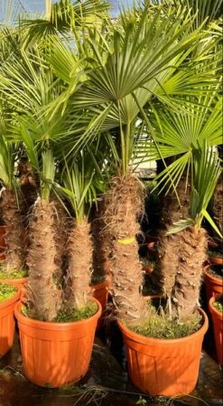 Trachycarpus Fortunei Dubbelstam - Stam A 130-170 Cm - Stam B 100-150 Cm [pallet]