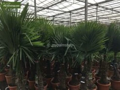Trachycarpus Fortunei - Stam 160-180 Cm - Pot Ø 65 Cm [pallet] -Loofbomen Winkel 1991660565