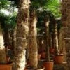 Trachycarpus Fortunei - Stam 180-200 Cm - Pot Ø 70 Cm [pallet]