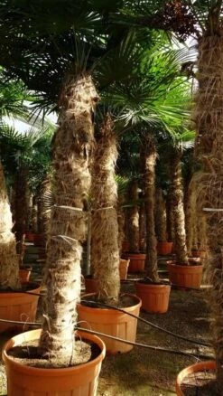 Trachycarpus Fortunei - Stam 300-325 Cm [pallet]