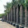 Trachycarpus Fortunei - Stam 400-450 Cm [pallet]