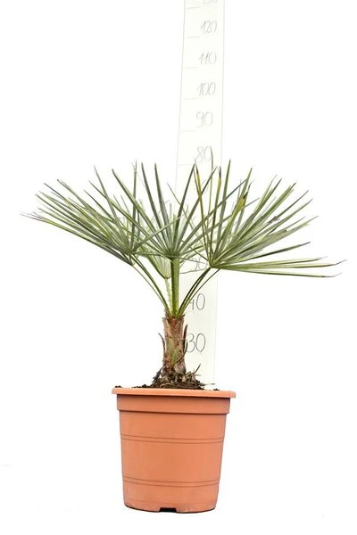 Chamaerops Humilis Cerifera - Totale Hoogte 50-70 Cm - Pot Ø 22 Cm 1 Chamaerops Humilis Cerifera - Totale Hoogte 50-70 Cm - Pot Ø 22 Cm