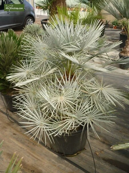 Chamaerops Humilis Cerifera - Totale Hoogte 50-70 Cm - Pot Ø 22 Cm 2 Chamaerops Humilis Cerifera - Totale Hoogte 50-70 Cm - Pot Ø 22 Cm - Afbeelding 2