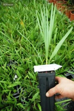 Chamaerops Humilis Cerifera - Totale Hoogte 50-70 Cm - Pot Ø 22 Cm 6 Chamaerops Humilis Cerifera - Totale Hoogte 50-70 Cm - Pot Ø 22 Cm -Loofbomen Winkel 1991661171