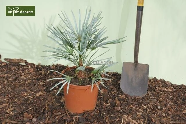 Chamaerops Humilis Cerifera - Totale Hoogte 50-70 Cm - Pot Ø 22 Cm 4 Chamaerops Humilis Cerifera - Totale Hoogte 50-70 Cm - Pot Ø 22 Cm - Afbeelding 4