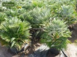 Chamaerops Humilis Vulcano - Totale Hoogte 50-60 Cm - Pot Ø 22 Cm -Loofbomen Winkel 1991661207