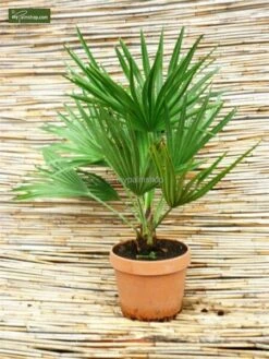 Chamaerops Humilis Vulcano - Totale Hoogte 50-60 Cm - Pot Ø 22 Cm -Loofbomen Winkel 1991661210