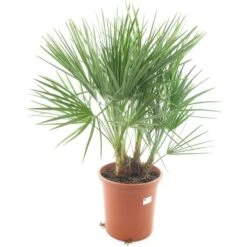 Chamaerops Humilis - Totale Hoogte 80-100 Cm - Pot Ø 27 Cm