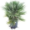 Chamaerops Humilis Vulcano - Totale Hoogte 60-80 Cm - Pot Ø 28 Cm