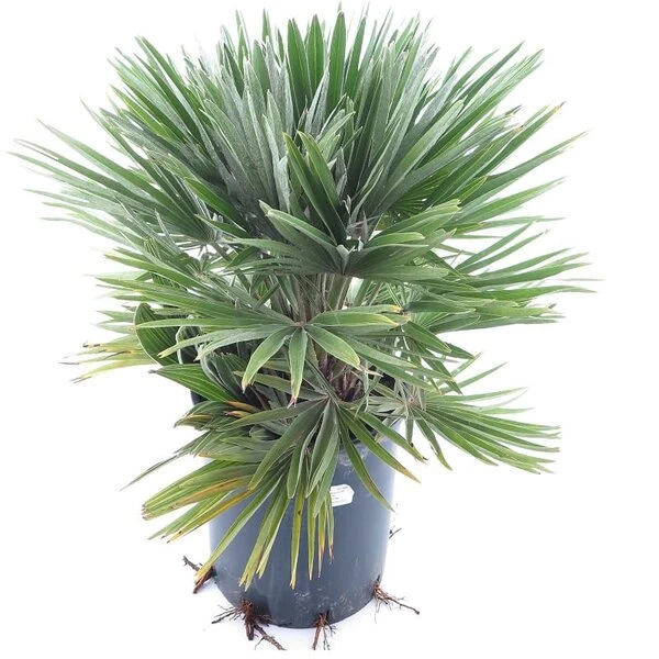 Chamaerops Humilis Vulcano - Totale Hoogte 60-80 Cm - Pot Ø 28 Cm 1 Chamaerops Humilis Vulcano - Totale Hoogte 60-80 Cm - Pot Ø 28 Cm