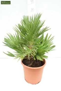 Chamaerops Humilis Vulcano - Totale Hoogte 60-80 Cm - Pot Ø 28 Cm 6 Chamaerops Humilis Vulcano - Totale Hoogte 60-80 Cm - Pot Ø 28 Cm -Loofbomen Winkel 1991661333