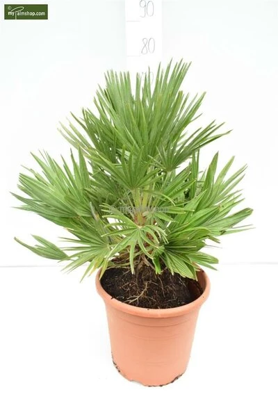 Chamaerops Humilis Vulcano - Totale Hoogte 60-80 Cm - Pot Ø 28 Cm 3 Chamaerops Humilis Vulcano - Totale Hoogte 60-80 Cm - Pot Ø 28 Cm - Afbeelding 3