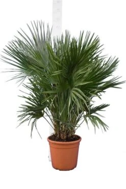 Chamaerops Humilis - Stam 15-30 Cm - Totale Hoogte 90-110 Cm - Pot Ø 40 Cm [pallet]