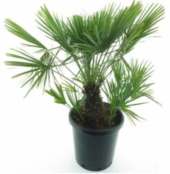 Chamaerops Humilis - Stam 20-30 Cm - Totale Hoogte 100-120 Cm - Pot Ø 35 Cm [pallet]