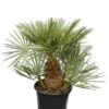 Chamaerops Humilis Cerifera - Stam 20-30 Cm - Totale Hoogte 110-130 Cm - Ø 40 Cm [pallet]