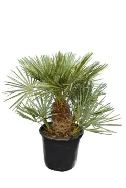 Chamaerops Humilis Cerifera - Stam 20-30 Cm - Totale Hoogte 110-130 Cm - Ø 40 Cm [pallet]