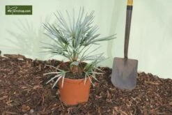 Chamaerops Humilis Cerifera - Stam 20-30 Cm - Totale Hoogte 110-130 Cm - Ø 40 Cm [pallet] -Loofbomen Winkel 1991661435