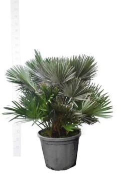 Chamaerops Humilis Vulcano - Totale Hoogte 110-130 Cm - Pot Ø 50 Cm [pallet]