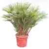 Chamaerops Humilis - Stam 25-35 Cm - Totale Hoogte 160-180 Cm - Pot Ø 58 Cm [pallet]