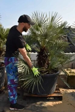 Chamaerops Humilis - Stam 60-80 Cm - Totale Hoogte 170+ Cm - Pot Ø 55 Cm [pallet]