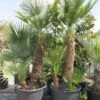 Chamaerops Humilis - Stam 80-100 Cm - Totale Hoogte 200+ Cm - Pot Ø 60 Cm [pallet]