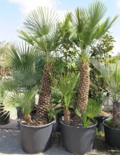 Chamaerops Humilis - Stam 80-100 Cm - Totale Hoogte 200+ Cm - Pot Ø 60 Cm [pallet]