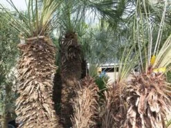 Chamaerops Humilis Cerifera - Stam 100+ Cm - Totale Hoogte 250+ Cm - Pot Ø 115 Cm [pallet]