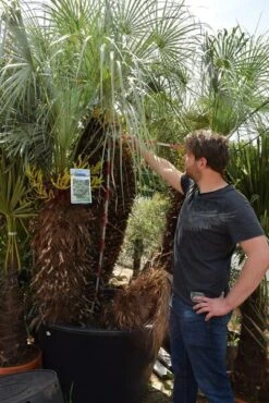 Chamaerops Humilis Cerifera - Stam 100+ Cm - Totale Hoogte 250+ Cm - Pot Ø 115 Cm [pallet] -Loofbomen Winkel 1991661597