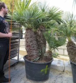 Chamaerops Humilis Cerifera - Stamomtrek 80-90 Cm - Stam 80-90 Cm - Totale Hoogte 200+ Cm - Pot Ø 80 Cm [pallet]