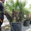 Chamaerops Humilis Cerifera - Stamomtrek 80-90 Cm - Stam 70-80 Cm - Totale Hoogte 200+ Cm - Pot Ø 85 Cm [pallet]