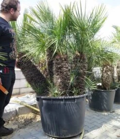 Chamaerops Humilis Cerifera - Stamomtrek 80-90 Cm - Stam 70-80 Cm - Totale Hoogte 200+ Cm - Pot Ø 85 Cm [pallet]