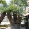 Chamaerops Humilis Cerifera - Stamomtrek 70-80 Cm - Stam 110-120 Cm - Totale Hoogte 220+ Cm - Pot Ø 70 Cm [pallet]