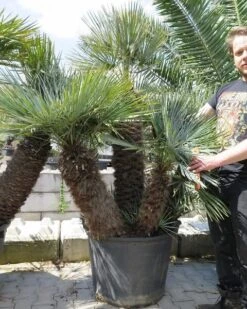 Chamaerops Humilis Cerifera - Stamomtrek 70-80 Cm - Stam 110-120 Cm - Totale Hoogte 220+ Cm - Pot Ø 70 Cm [pallet]
