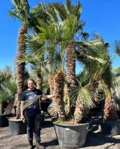 Chamaerops Humilis - Stam 230+ Cm [pallet]
