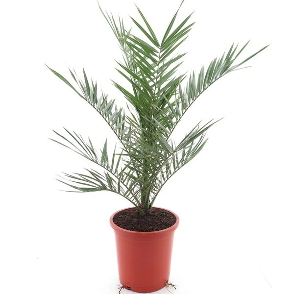 Phoenix Canariensis - Totale Hoogte 80-120 Cm - Pot Ø 26 Cm 1 Phoenix Canariensis - Totale Hoogte 80-120 Cm - Pot Ø 26 Cm