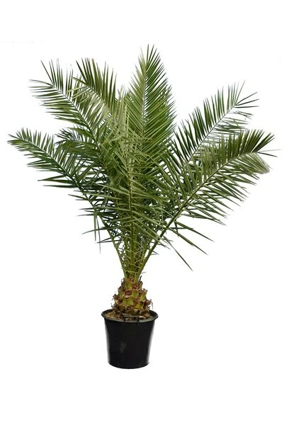 Phoenix Canariensis - Totale Hoogte 80-120 Cm - Pot Ø 26 Cm 2 Phoenix Canariensis - Totale Hoogte 80-120 Cm - Pot Ø 26 Cm - Afbeelding 2