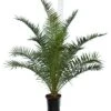 Phoenix Canariensis - Totale Hoogte 140-170 Cm - Pot Ø 28 Cm
