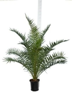 Phoenix Canariensis - Totale Hoogte 140-170 Cm - Pot Ø 28 Cm