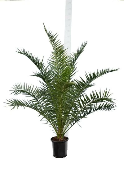 Phoenix Canariensis - Totale Hoogte 140-170 Cm - Pot Ø 28 Cm 1 Phoenix Canariensis - Totale Hoogte 140-170 Cm - Pot Ø 28 Cm