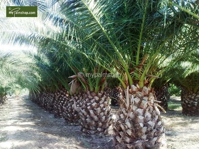Phoenix Canariensis - Totale Hoogte 140-170 Cm - Pot Ø 28 Cm 3 Phoenix Canariensis - Totale Hoogte 140-170 Cm - Pot Ø 28 Cm - Afbeelding 3